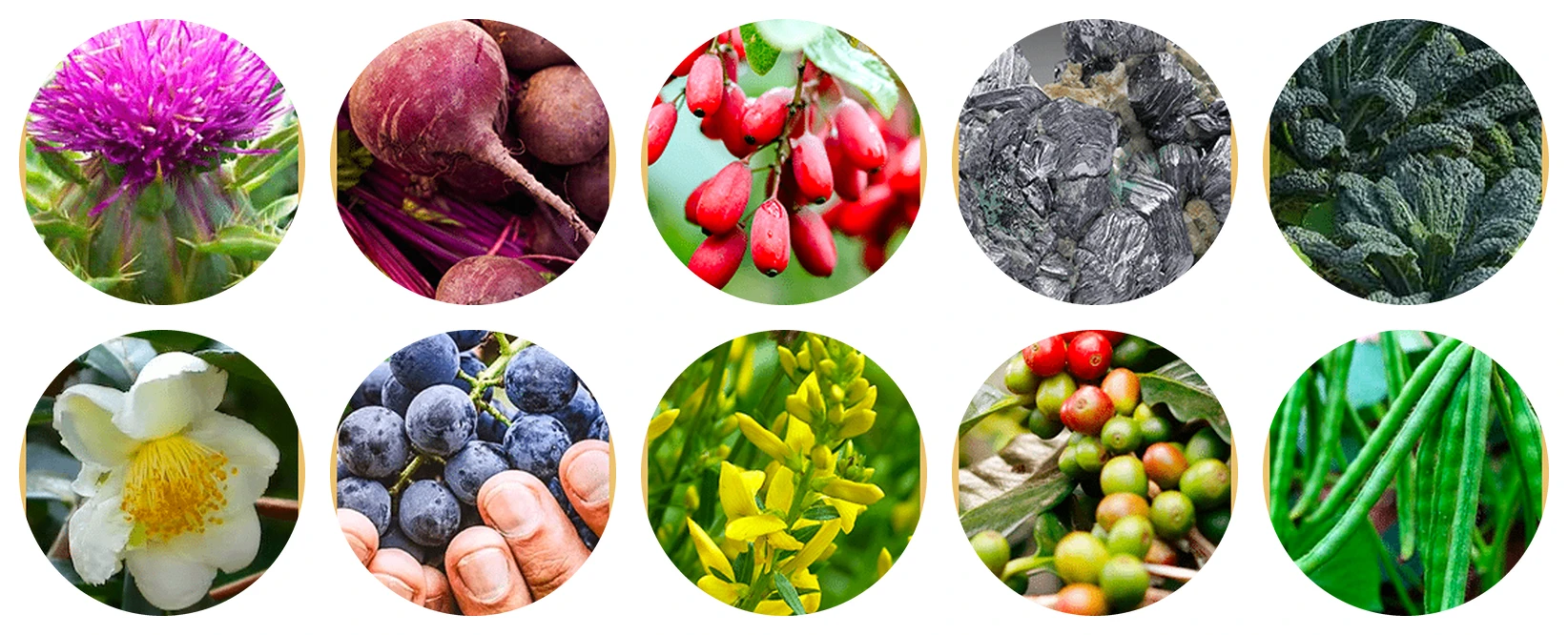 Liv Pure ingredients
